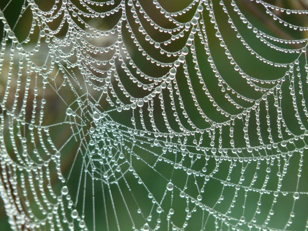 dew cobweb drip dewdrop